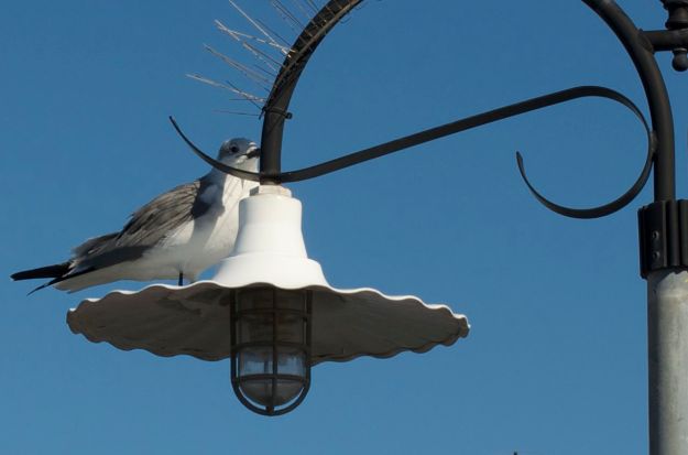 little bird on the boardwalk