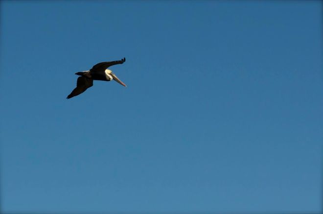 pelican over the boardwalk