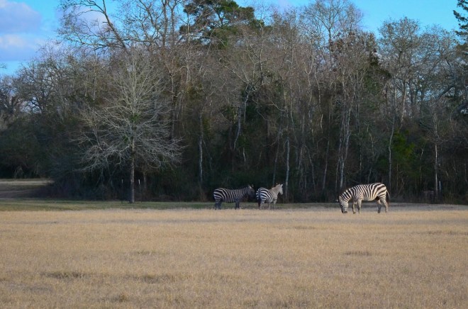 Zebra Waller County at El Corazon 2