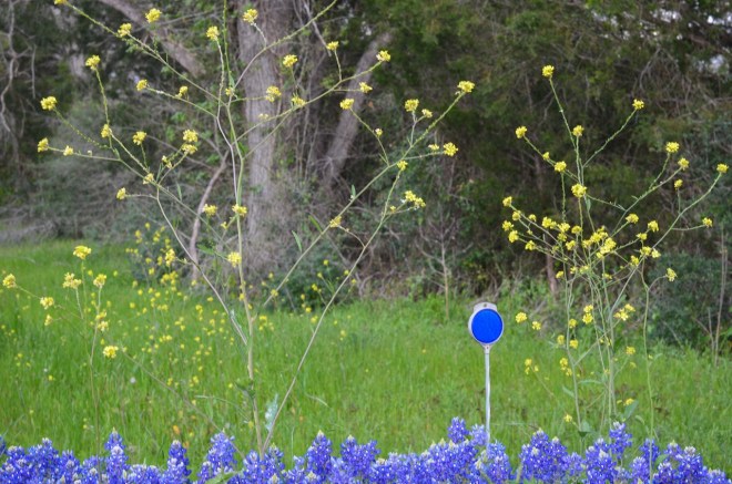 Bluebonnet Reflector