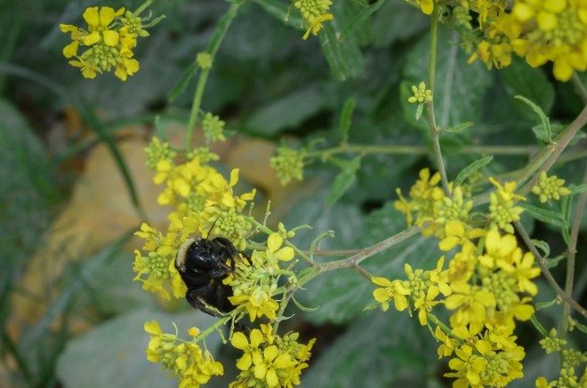 Bumblebee on wild mustard in front of well