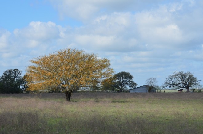 Mesquite FM 2621 - March bloom 2