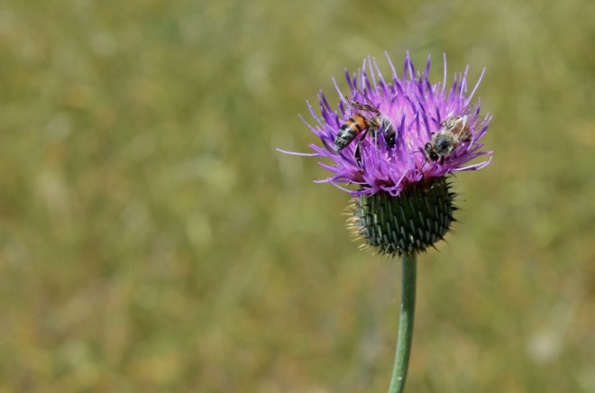 Bees on nettle Rita Vista