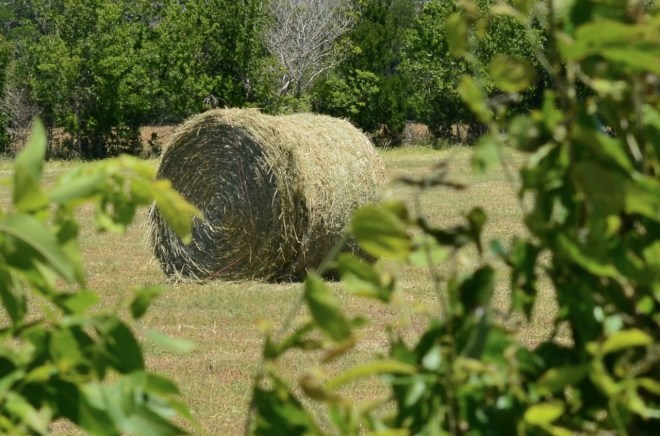 Round bale on Ellerman Rd