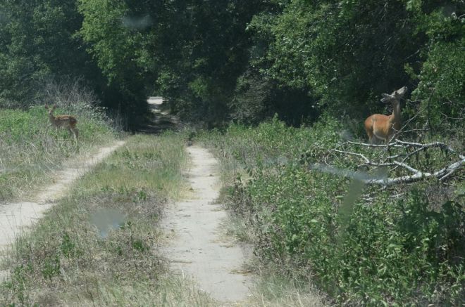 Fawn and Doe on the Otto Bahn