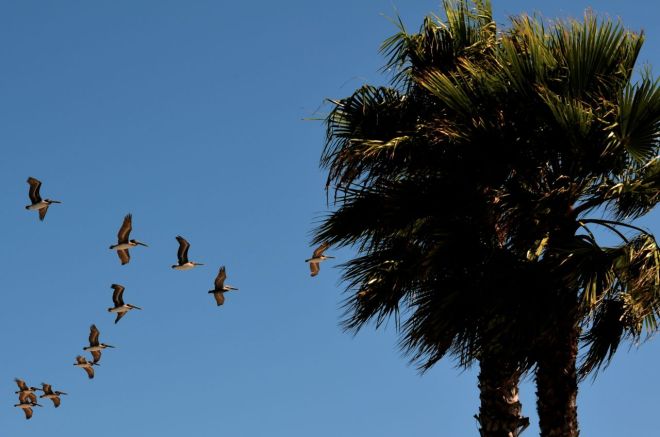 pelicans Santa Barber Harbor