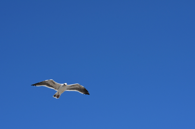 Seagull over Santa Barbara Harbor