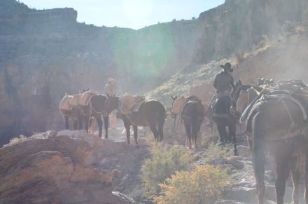 mules at halfway rear view