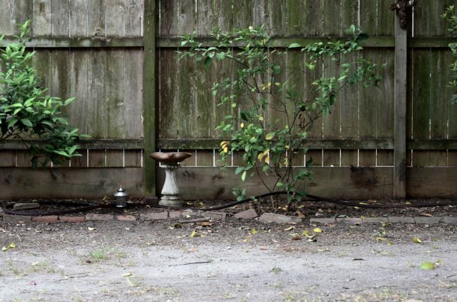 Orange and Meyer Lemon