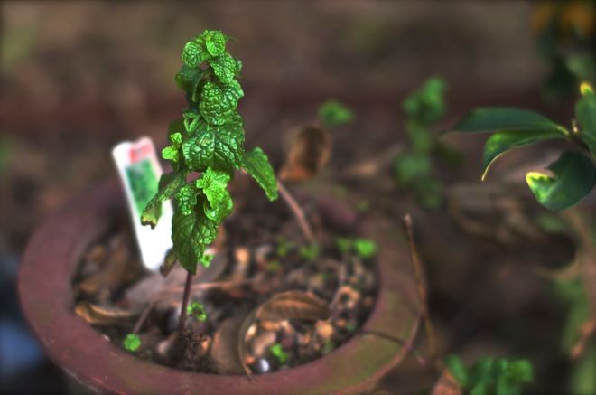 Kentucky Colonel Mint almost