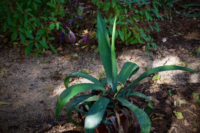 Blue Agave - October 2015