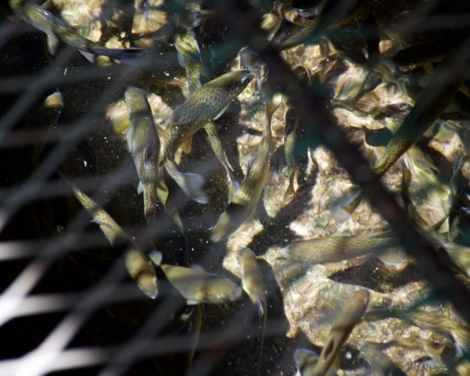 Brook Trout at Hatchery in PA