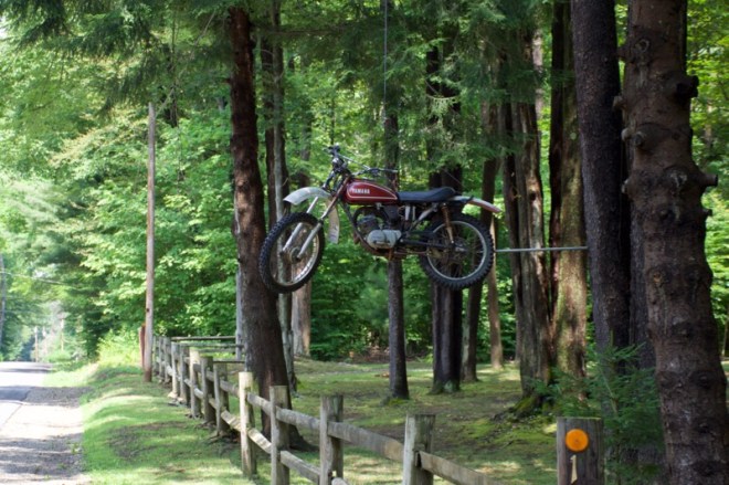 Yamaha hanging in tree